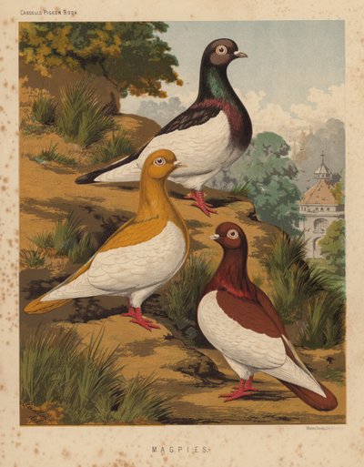 Tauben: Elstern von J. W. (after) Ludlow