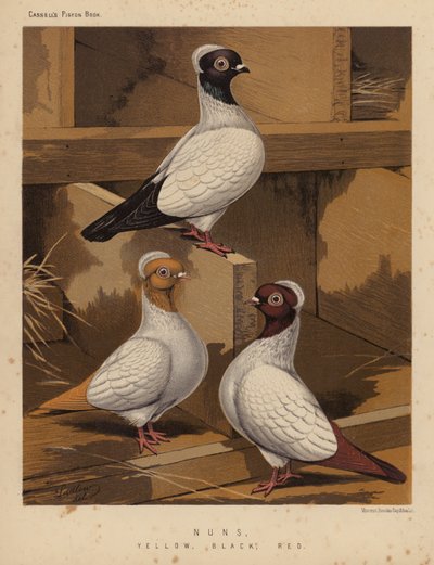 Tauben: Nonnen, Gelb, Schwarz, Rot von J. W. (after) Ludlow