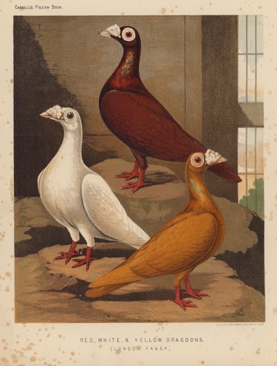 Tauben: Rote, Weiße und Gelbe Dragoons, London Fancy von J. W. (after) Ludlow
