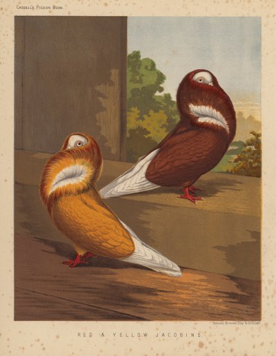 Tauben: Rote und Gelbe Jakobiner von J. W. (after) Ludlow