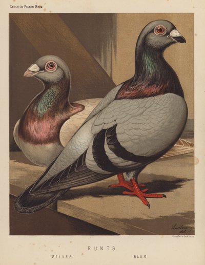 Tauben: Riesen, Silber, Blau von J. W. (after) Ludlow