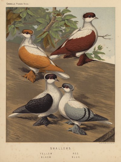 Tauben: Schwalben, Gelb, Rot, Schwarz, Blau von J. W. (after) Ludlow