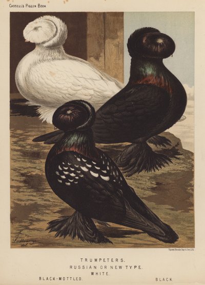 Tauben: Trompeter, Russische oder neue Art, Weiß, Schwarzgescheckt, Schwarz von J. W. (after) Ludlow