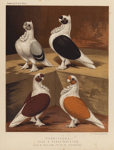 Tauben: Turbiteens, Blau und Schwarz, Kammköpfig, Rot und Gelb, Glattköpfig von J. W. (after) Ludlow