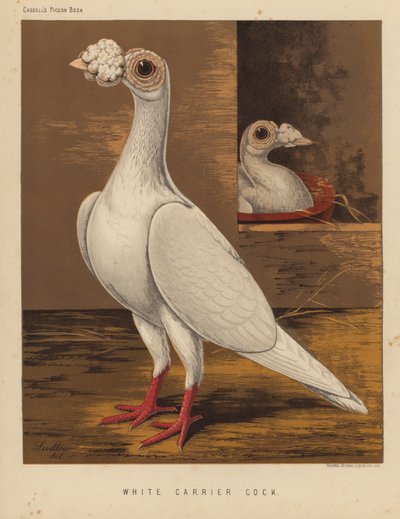 Tauben: Weißer Brieftauben-Hahn von J. W. (after) Ludlow