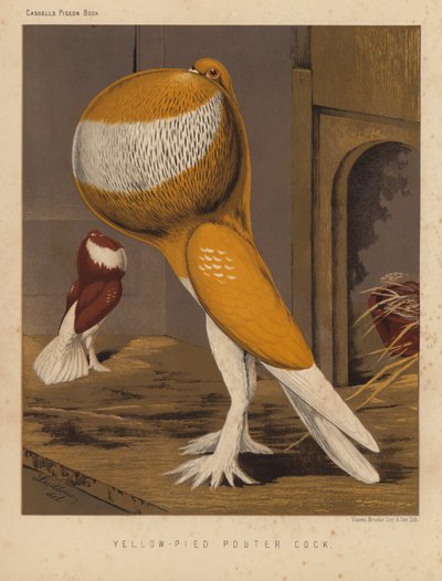 Tauben: Gelbgescheckter Kropftaube von J. W. (after) Ludlow