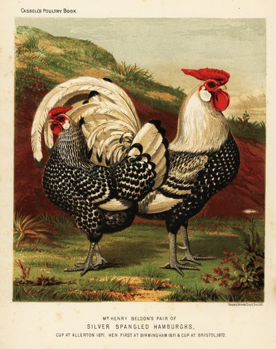 Silbergesprenkelte Hamburgh-Hahn und -Henne von J. W. (after) Ludlow