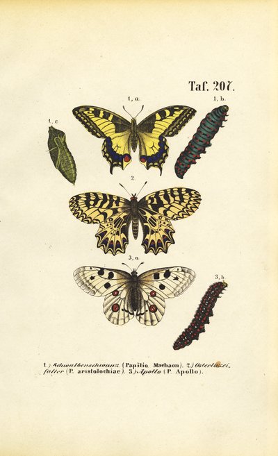 Europäische Schmetterlinge mit Raupen und Puppen von J. W. Tenhaeff