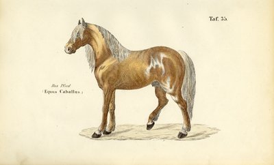 Edles Pferd von J. W. Tenhaeff