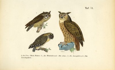 Drei Eulenarten mit Federohren von J. W. Tenhaeff