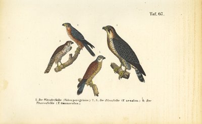 Verschiedene Falkenarten von J. W. Tenhaeff
