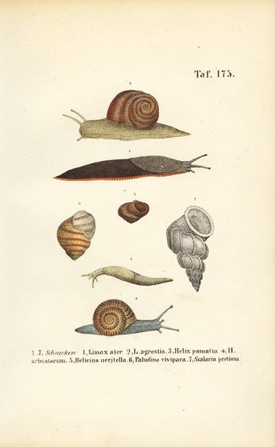 Verschiedene Schneckenarten von J. W. Tenhaeff