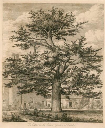 Die Zeder im Palastgarten in Enfield, Middlesex von Jacob George Strutt