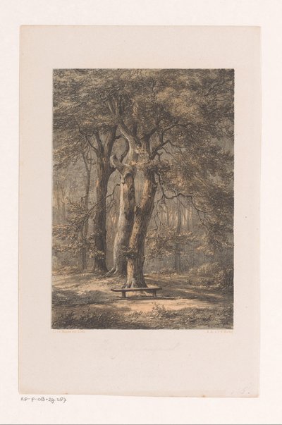 Jacoba-Laube von Jacob Jan van der Maaten