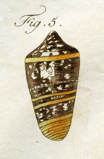 Illustration von Conus Ammiralis (Unterart Summus), 1790 (handkolorierte Gravur) von Jacob Xavier Schmuzer