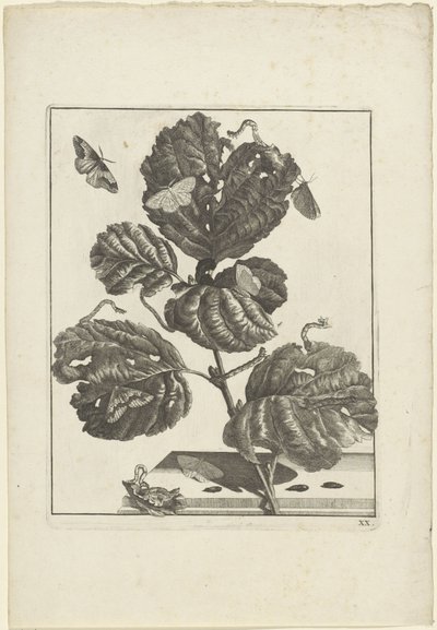 Verschiedene Raupen und Schmetterlinge auf einer Pflanze von Jacob l