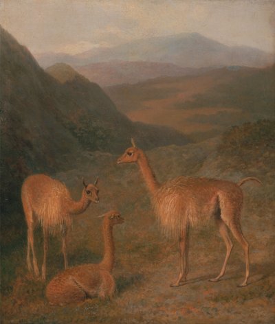 Vikunjas von Jacques-Laurent Agasse