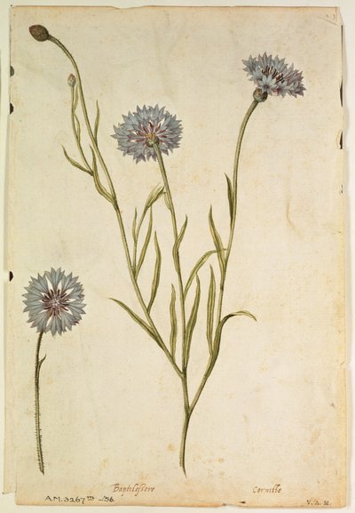 Kornblume: Centaurea cyanus, um 1568, von J.le Moyne de Morgues (um 1530-88) von Jacques (1533-88) Le Moyne