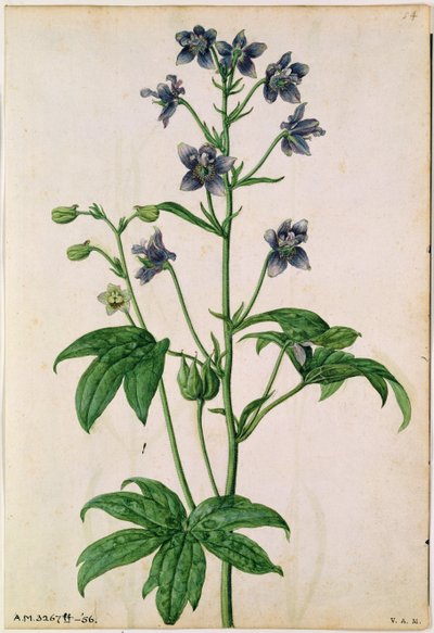 Rittersporn: Staphisagria (Stephanskraut), um 1568, von J.Le Moyne de Morgues (gest. 1588) von Jacques (1533-88) Le Moyne