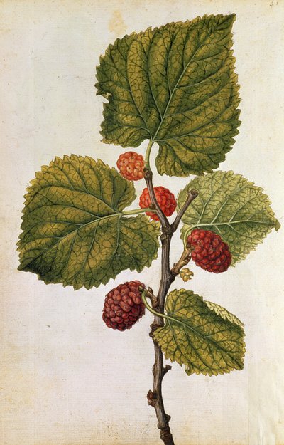 Maulbeere: Morus Nigra, um 1568 von Jacques (1533-88) Le Moyne
