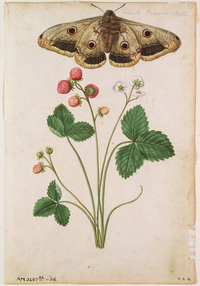 Erdbeere: Wild (Fragaria vesca) und Kaisermotte, um 1568, von J.le Moyne de Morgues (um 1530-88) von Jacques (1533-88) Le Moyne