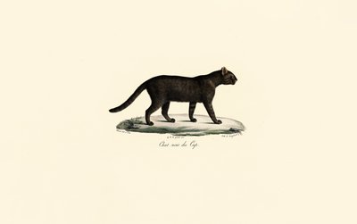 Schwarzfußkatze von Jacques Christophe Werner