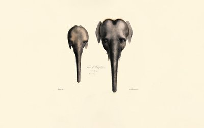 Vergleich von Elefantenköpfen von Jacques Christophe Werner