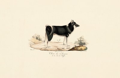 Grönlandhund von Jacques Christophe Werner