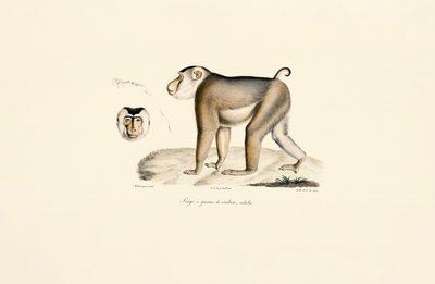 Schweinsaffen (Erwachsener) von Jacques Christophe Werner