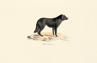 Südamerikanisches Stinktier von Jacques Christophe Werner