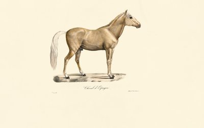 Spanisches Pferd von Jacques Christophe Werner