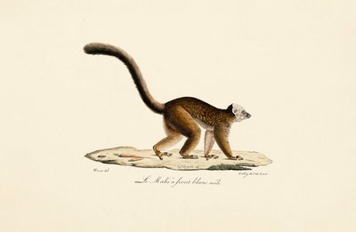 Weißstirn-Braunlemur Männlich von Jacques Christophe Werner
