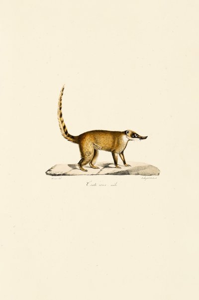 Weißnasen-Nasenbär (männlich) von Jacques Christophe Werner