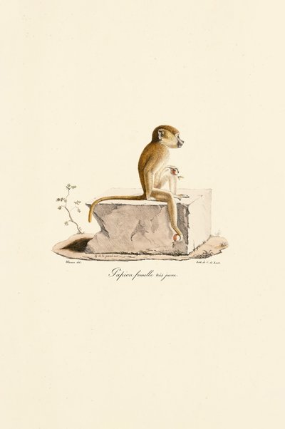 Junge weibliche Guinea-Pavian von Jacques Christophe Werner