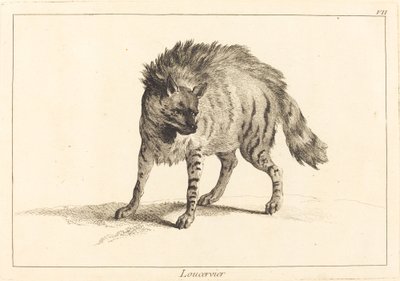 Loucervier (Hyäne) von Jacques Philippe Le Bas and Jean Eric Rehn after Jean Baptiste Oudry