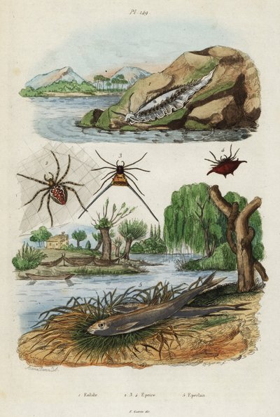 Meeresnacktschnecke, Gartenspinne und Europäische Stint (Stich) von Jacques Reyne Isidore Acarie Baron