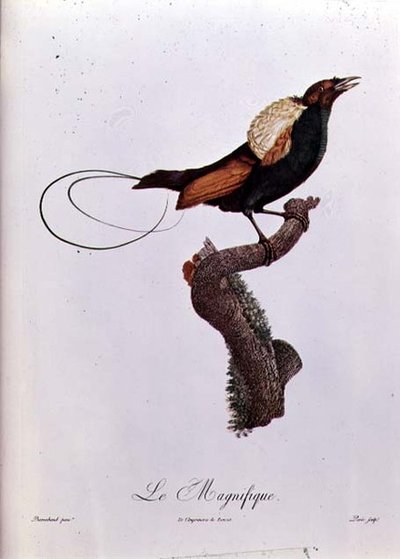 Paradiesvogel, graviert von Jacques Louis Peree (b.1769) von Jacques (after) Barraband