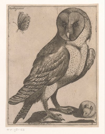 Schleiereule von Jacques de Fornazeris
