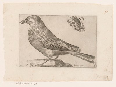 Star (Sturnus vulgaris) von Jacques de Fornazeris