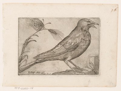 Star (Sturnus vulgaris) Storno (Titel auf Objekt) Vögel (Serientitel) von Jacques de Fornazeris