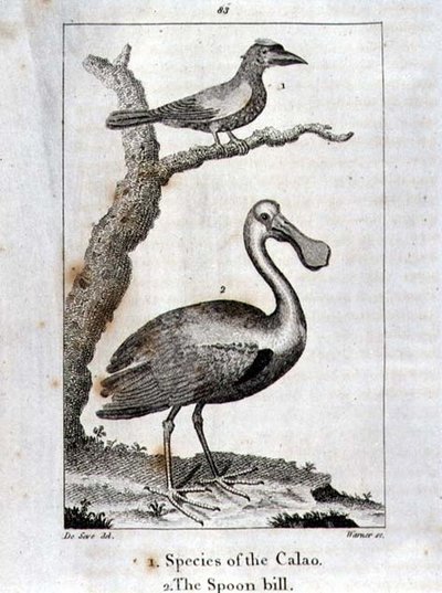 Calao und der Löffler, aus 