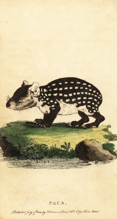 Tiefland-Paka oder geflecktes Paka, Cuniculus paca von Jacques de Seve