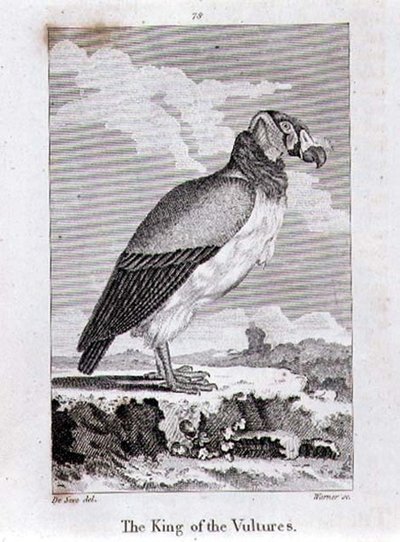 Der König der Geier, aus 