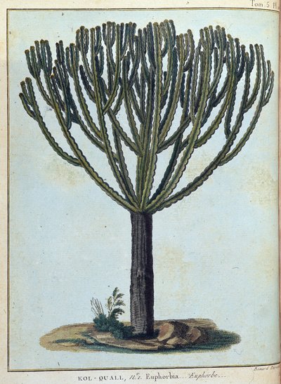 Kol-quall (Kol quall), Euphorbia (Kaktus) - in „Journey to Nubia and Abyssinia undertaken to discover the sources of the Nile during the years 1768 to 1772“, von James Bruce, vol. 1, Paris von James Bruce