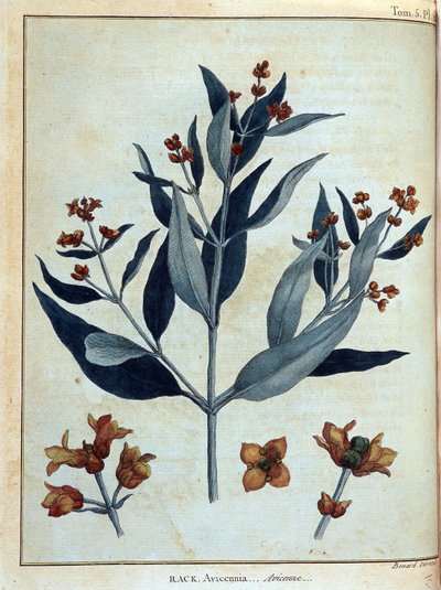 Rack, Avicenne - in „Reise nach Nubien und Abessinien unternommen, um die Quellen des Nils zu entdecken in den Jahren 1768 bis 1772“, von James Bruce, Bd. 1, Paris von James Bruce