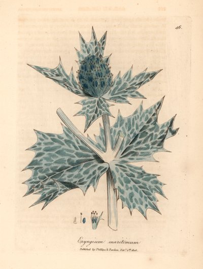 Blau blühender Meeresdistel, Eryngium maritinum, aus einer botanischen Illustration von James Sowerby aus William Woodville und Sir William Jackson Hooker