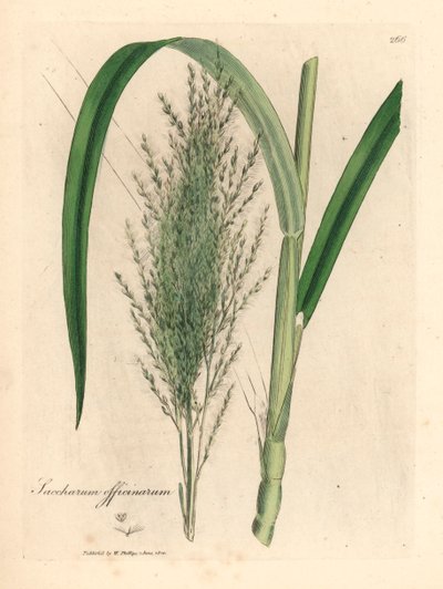 Gemeines Zuckerrohr, Saccharum officinarum, aus einer botanischen Illustration von James Sowerby aus William Woodville und Sir William Jackson Hookers 