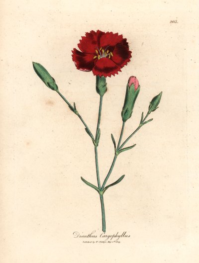Karminrote Nelke, Gewürznelke, Dianthus caryophyllus, aus einer botanischen Illustration von James Sowerby aus William Woodville und Sir William Jackson Hooker