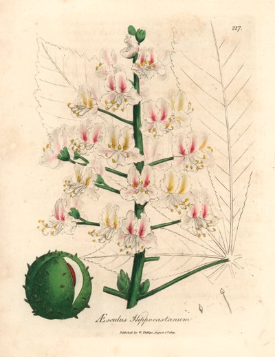 Rosa Blüte und Frucht der Rosskastanie, Aesculus hippocastanum, aus einer botanischen Illustration von James Sowerby aus William Woodville und Sir William Jackson Hooker
