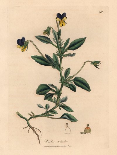 Lila und gelbe Stiefmütterchen, Viola tricolor, aus einer botanischen Illustration von James Sowerby aus William Woodville und Sir William Jackson Hooker